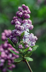 Lilacs are blooming in the park. The clusters of flowers are pleasing to the eye. The scent of blooming lilacs spreads around.
