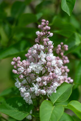 Lilacs are blooming in the park. The clusters of flowers are pleasing to the eye. The scent of blooming lilacs spreads around.
