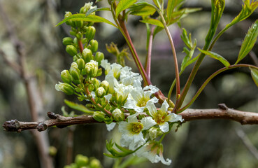 Xanthoceras inflorescence. The delicate clusters of Xanthoceras flowers stand out well against the green background of the foliage.