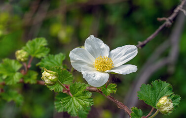 Anemone flower. White, delicate flowers stand out well against the green background of foliage.