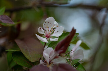 Beautiful delicate flowers have blossomed on the fruit trees.