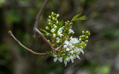 Xanthoceras inflorescence. The delicate clusters of Xanthoceras flowers stand out well against the green background of the foliage.