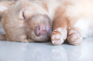 Close-up of a sleeping puppy with its eyes closed and tiny paws resting peacefully on a smooth...
