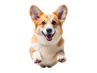 Adorable Corgi Dog Image