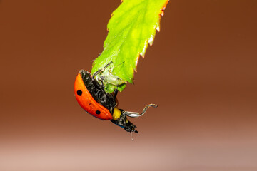 Coccinelle à 7 points sur feuille en train de marcher