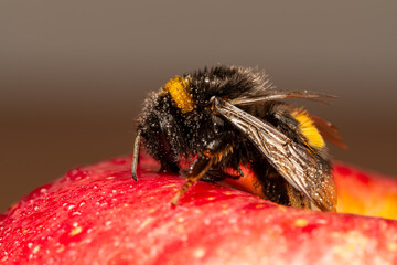 Bombus terrestris sur pomme