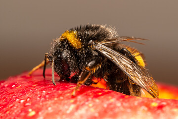 Bombus terrestris sur pomme