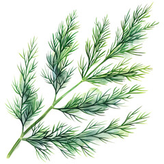 A delicate sprig of fresh dill with feathery green leaves.