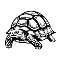 Monochrome of a Turtle With Intricate Shell Detailing on White Backdrop