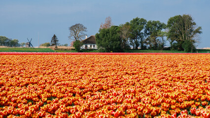 Vibrant tulip fields bloom under the blue sky in the Netherlands during springtime
