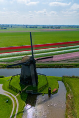 Vibrant tulip fields beneath a clear sky with a classic windmill in the Netherlands