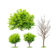 Four trees of different sizes and types on isolated white background