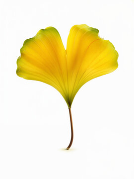 A pristine, high-resolution isolated ginkgo leaf in radiant yellow and green hues, emphasizing the leaf&rsquo;s smooth texture and delicate veins.
