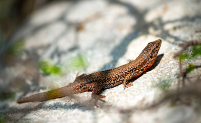 Wall lizards (Podarcis muralis) are reptiles, family of true lizards (Lacertidae). Close-up of a brownish-beige patterned animal warming up on a rock in the sunlight. 