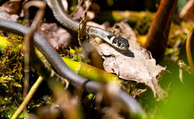 2 young grass snakes (Natrix natrix) hunting for prey in a wetland biotope in spring. Close-up of...