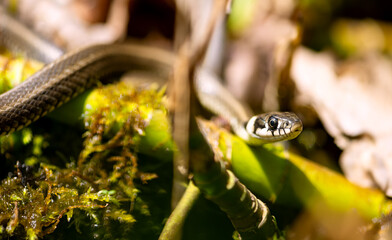 Young grass snake (Natrix natrix) hunting for prey in a wetland biotope in spring. Close-up of the...
