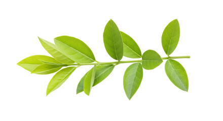 Isolated Green Leaves Branch