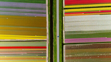 Stunning aerial view of vibrant tulip fields in the Netherlands during spring bloom