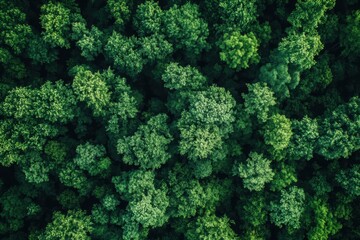 Lush forest canopy aerial view of vibrant green trees creating a textured natural landscape background