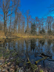 Obraz premium reflection of trees in water, late autumn for nature, cloudy day