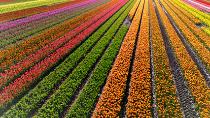 Vibrant fields of tulips in Flevoland Netherlands during springtime bloom