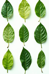 A set of high-resolution green leaves featuring soft gradients, with a focus on the smooth texture and natural colors of the leaves.