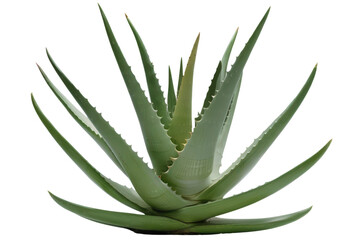 Aloe vera plant with thick green pointed leaves isolated on a transparent background
