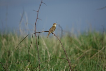 singing male grasshopper warbler (Locustella naevia) 
