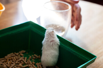 Small Rodent In a Green Cage Looking at Grain Feed Inside of a Glass