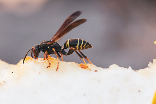 Wasp feeding on a piece of fruit. Close up detailed insect eating.