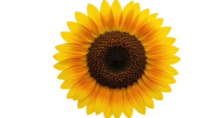 Fototapeta premium Isolated Sunflower