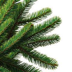Fir tree branches close-up
