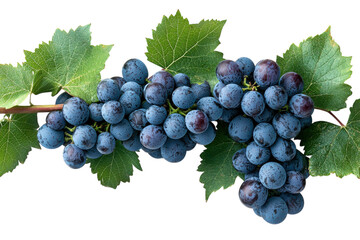Fototapeta premium Lush Blue Grapes on Vine Fresh Harvest Vibrant Clusters Perfect for Winemaking