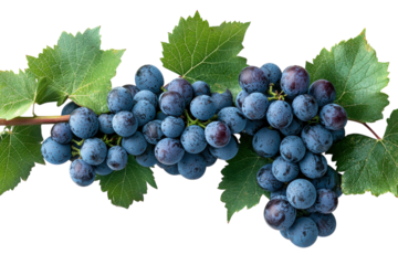 Lush Blue Grapes on Vine Fresh Harvest Vibrant Clusters Perfect for Winemaking