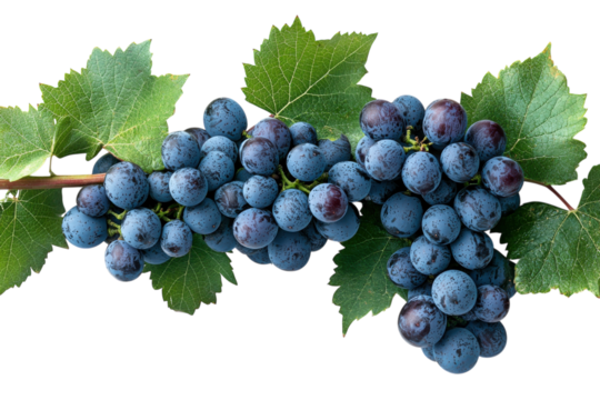 Lush Blue Grapes on Vine Fresh Harvest Vibrant Clusters Perfect for Winemaking