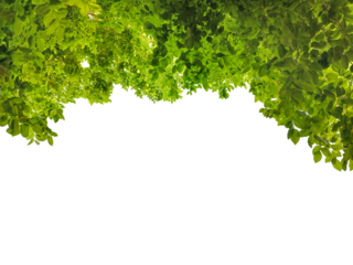 Photo of a branch with green leaves with natural light of a big tree isolated on a png file with transparent background.