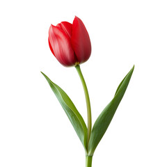 Obraz premium red tulips isolated