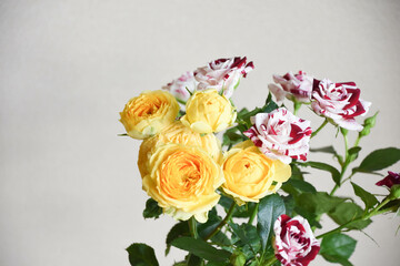 黄色と赤のばら