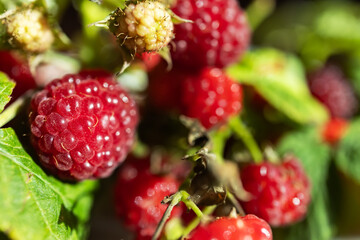 ripe red raspberries on one stem on a green leaf in the garden on a sunny day.
