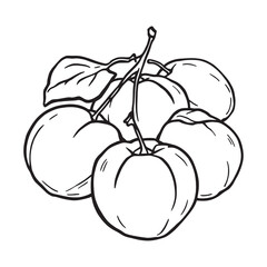 Simple Apricot Fruit Line Art Illustration for Branding