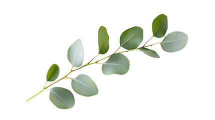 Fresh Eucalyptus Sprig on Transparent Background for Natural, Wellness, Spa Concept