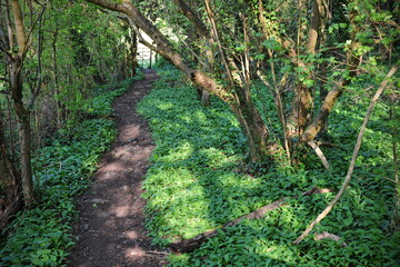 Path through a green leafy forest