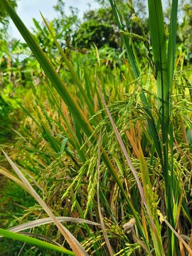 Aging rice