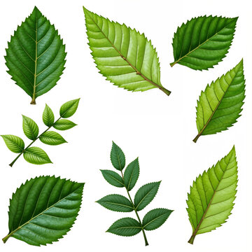 A beautiful variety of leaves in fresh green shades, with a focus on their elegant structure and vivid coloration.