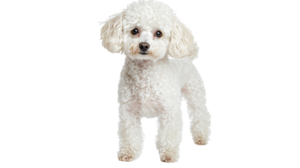 Cute Standing White Poodle Dog with Curly Fur Isolated on Transparent Background