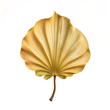 High-resolution close-up of a  leaf, showcasing its smooth, vibrant edges and intricate texture. Ideal for botanical artwork, nature illustrations, and organic themes.