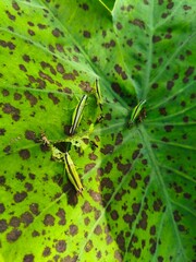 green grasshopper on a leaf