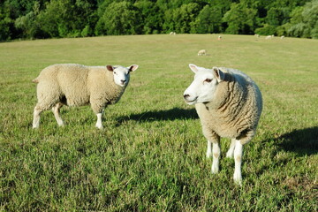 White woolly sheep in a green field