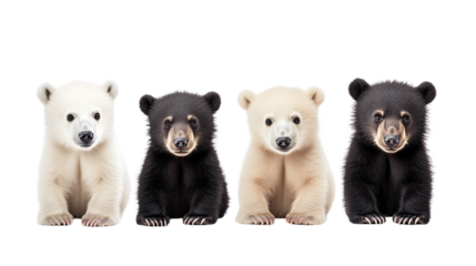 Adorable Baby Bear Collection Polar, Grizzly, Black Animal Bundle Image for Stock Photos