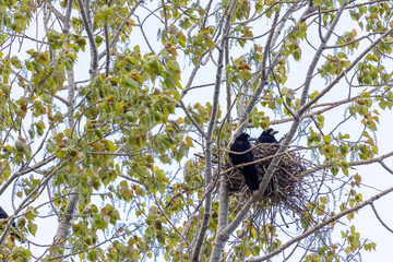 Corvus frugilegus. Pair of rooks in the nest in the branches of a poplar. © LFRabanedo
